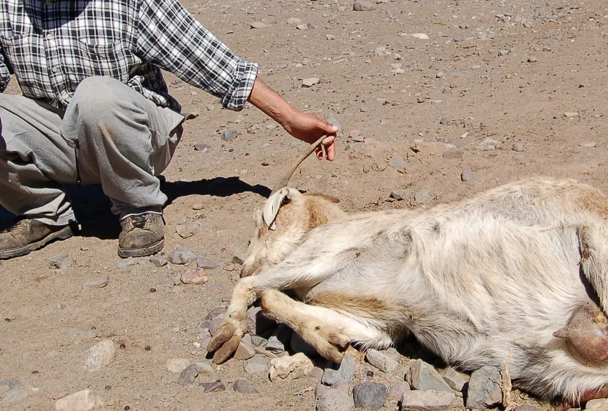 Destinan más de $1.300 millones para crianceros y apicultores