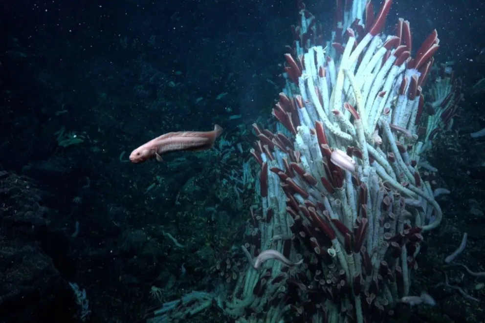  Peces, gusanos, moluscos y caracoles fueron algunas de las especies encontradas en este remoto lugar | DW
