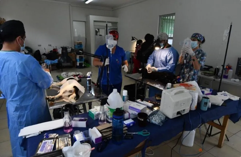 Entre 2017 y marzo de 2026 las municipalidades del país han recibido $33.647.556.550 a través del Programa de Tenencia Responsable de Animales de Compañía (PTRAC). (Foto: Cedida)
