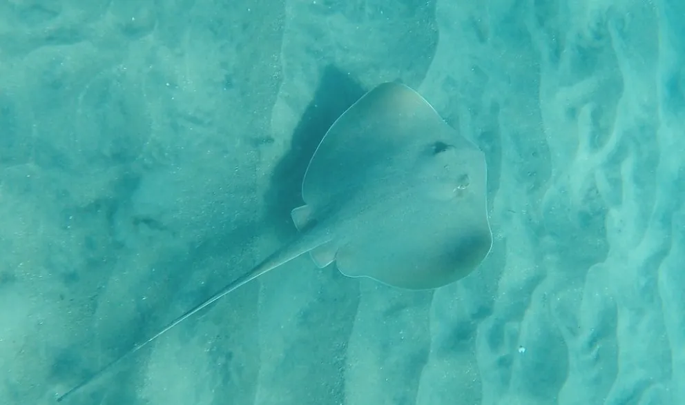 FOTO: Alberto Alcala