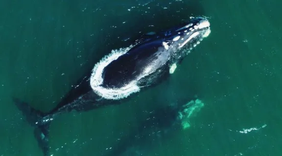 Protegiendo la Vida Marina: Normas de Observación de Animales en Chile