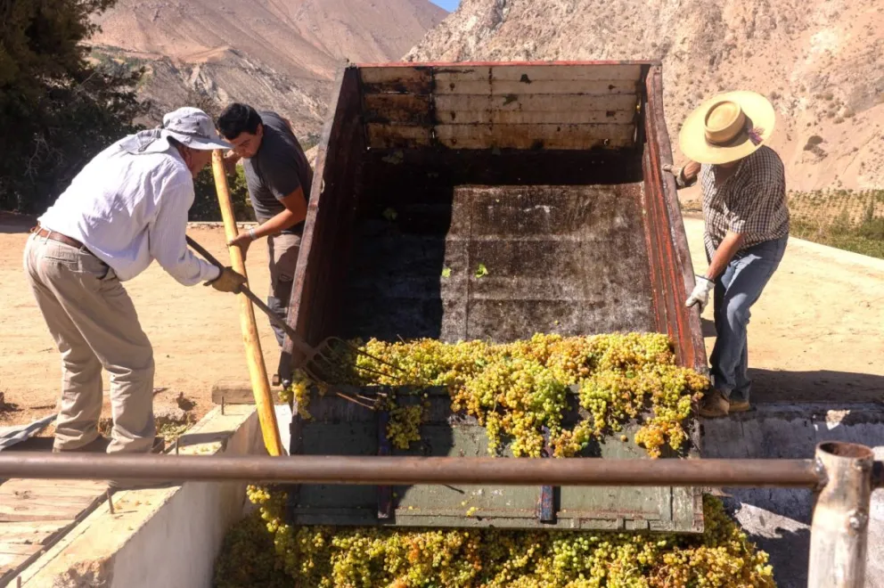 Esta declaratoria pondría en valor a la cultura pisquera en su conjunto, con su tradición, su cultura y a las personas que por años han llevado adelante esta actividad/ EL DÍA