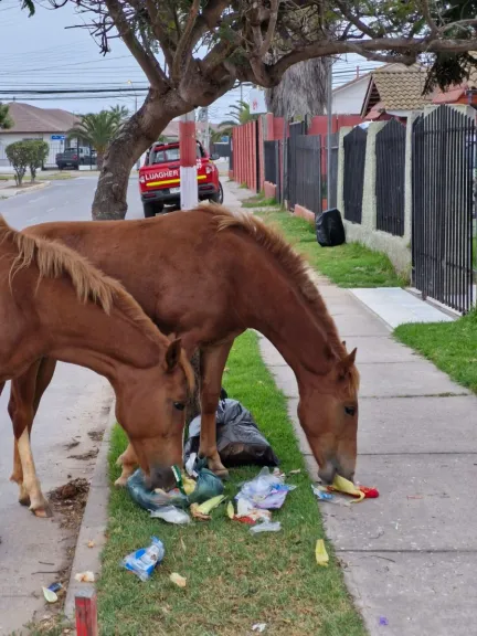 Interponen querella por maltrato animal en La Serena