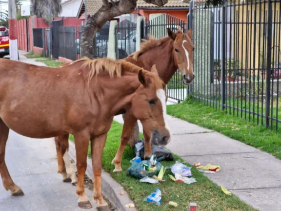 Vecinos y animalistas critican gestión municipal en La Serena