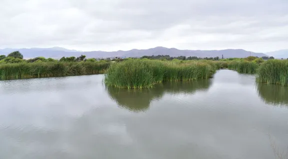 Rechazo a anulación de protección de humedal urbano en La Serena