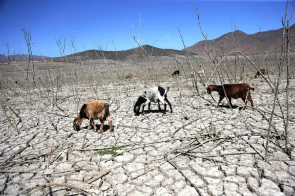 Piden prórroga de Emergencia Agrícola en Coquimbo