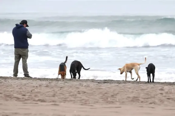 Debate por perros sueltos en playas costeras