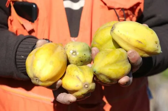 Papayas de la región podrían obtener sello de origen