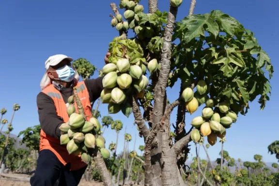 Productores de papaya luchan contra la escasez hídrica