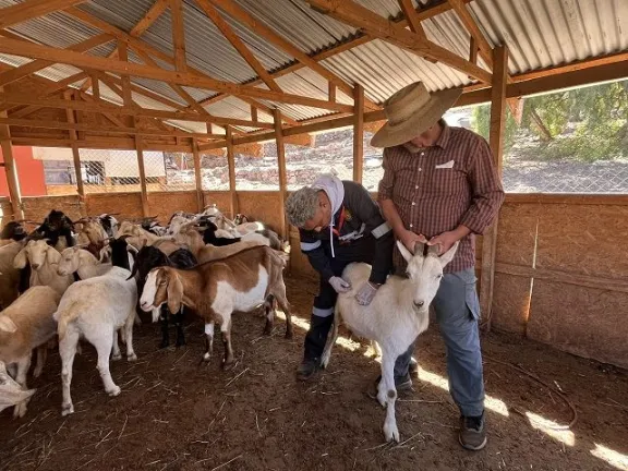 Apoyo veterinario gratuito para familias crianceras de La Serena