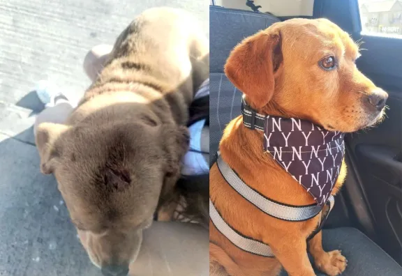 Sujeto enfrentará cargos por maltrato animal tras dejar a perro gravemente herido