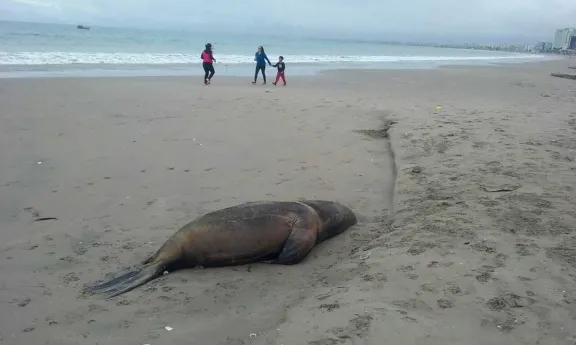 Influenza aviar afecta a mamíferos marinos en Chile