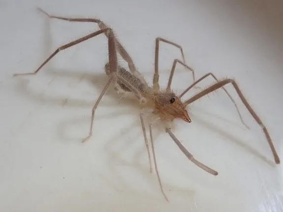 Descubren nuevas especies de arácnidos en La Serena