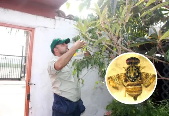 Mosca de la fruta en Limarí tendría origen argentino