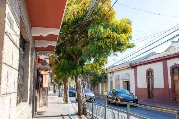 Vecinos de La Serena solicitan acelerar poda de árboles por riesgos eléctricos