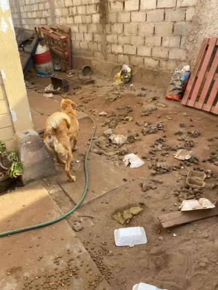 Combate al maltrato animal en La Serena con patrulla especial