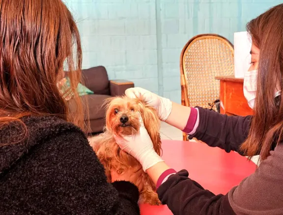 Plan de 2 mil esterilizaciones gratuitas en Parte Alta de Coquimbo