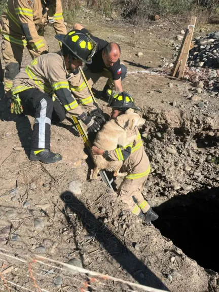 Bomberos rescatan perrita en pozo de Ovalle