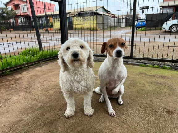 Oliver y Ginger: Ganadores de Mascotas al Día