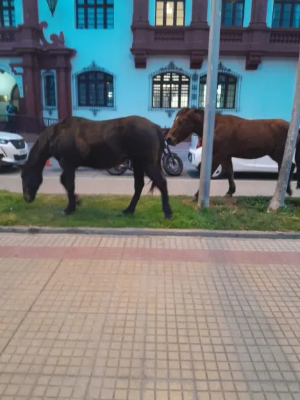 Nuevo protocolo para retiro de animales en La Serena