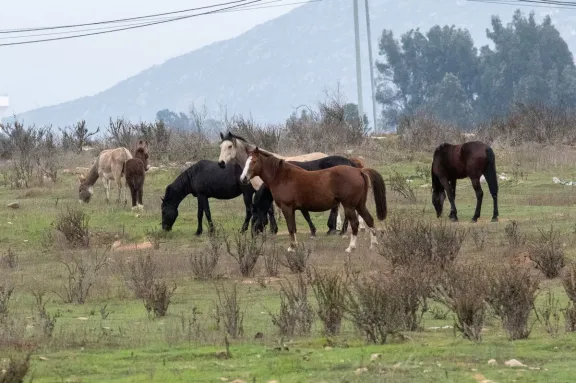 Dueños de animales sueltos en La Serena podrían recibir multa de $340 mil