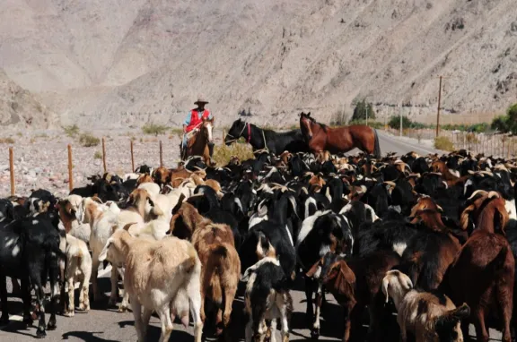 Crianceros de la región piden definiciones claras para veranadas 2025-2026