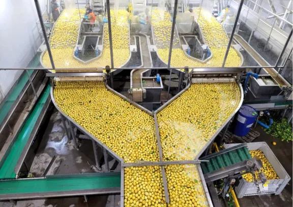 Cultivos rentables por litro de agua