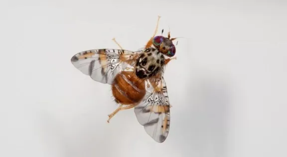 Sociedad Agrícola del Norte alerta posible pérdida de sello de “libre de mosca de la fruta” en Chile
