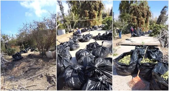 Agricultores del Limarí sufren pérdidas de hasta 80% por mosca de la fruta