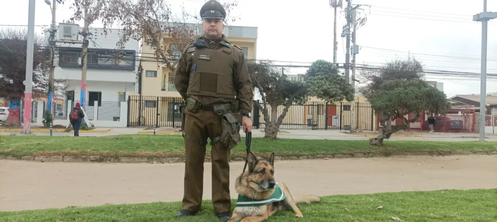 La historia de Dínamo: el perro policial que se retira tras más de 9 años de servicio en Carabineros