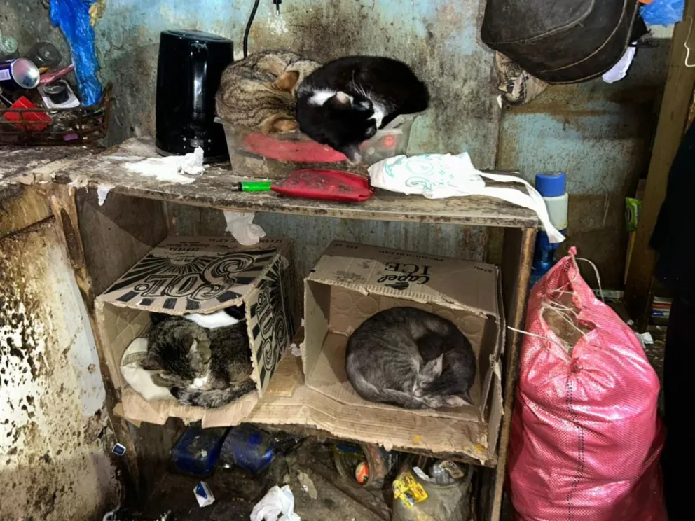 Según el personal policial, tras el ingreso a la vivienda se determinó que los perros y gatos no estarían viviendo en las condiciones adecuadas.