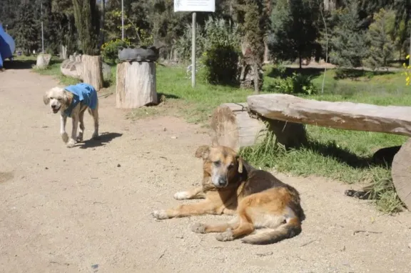 38 mil animales en abandono en la Región de Coquimbo