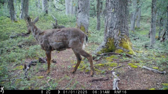 Buenas noticias: detectan nuevas poblaciones de huemules en Reserva Futaleufú