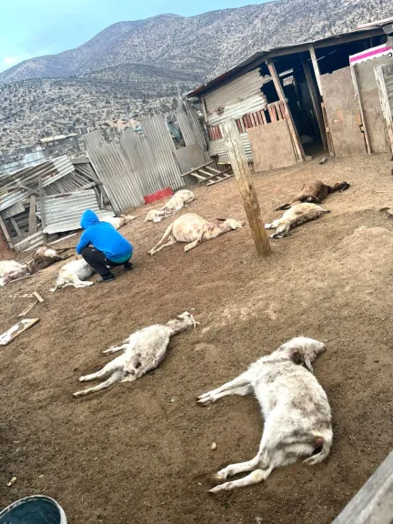 Crianceros pierden a sus animales tras ataque de una jauría de perros en El Romeral