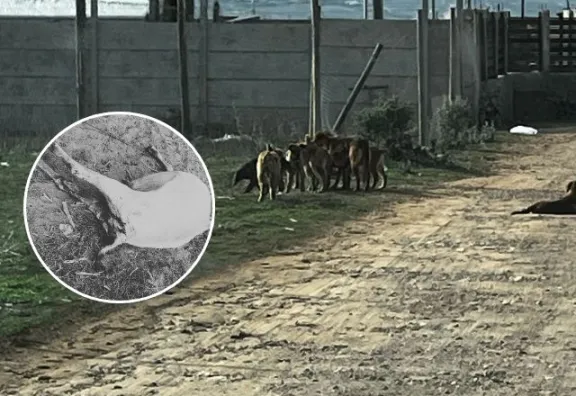 Crianceros afectados por ataques de perros asilvestrados en Hacienda El Tangue
