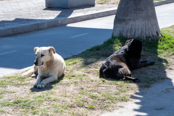 Solicitan mayor apoyo a agrupaciones de rescate y adopción de perros Solicitan mayor apoyo a agrupaciones de rescate y adopción de perros