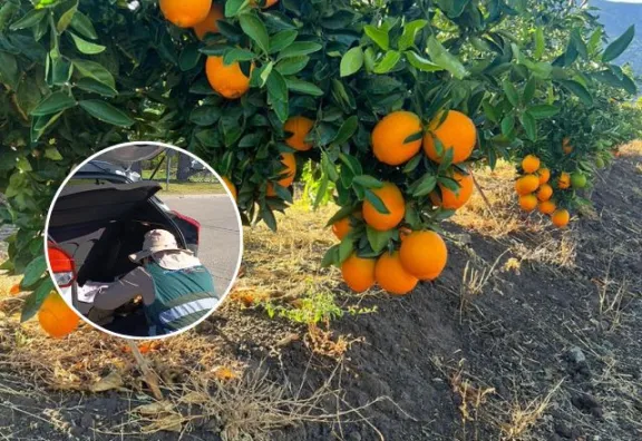 Escándalo por funcionarios que aceptarían fruta en cuarentena