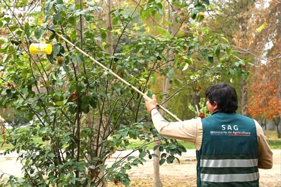 Riesgos de perder sello país libre de mosca de la fruta