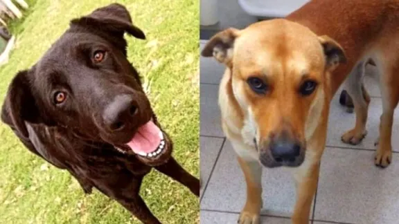 Veterinarios imputados pagarán $1 millón por maltrato animal