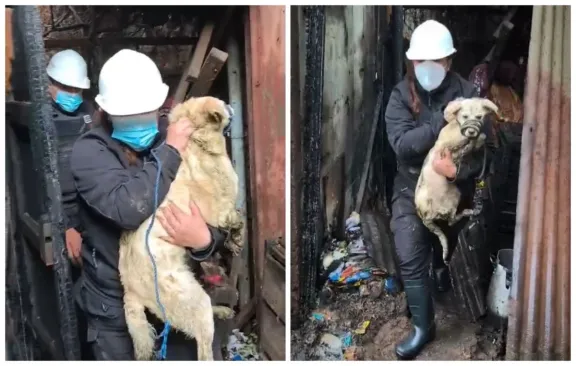 Patrulla canina rescata 18 perros en incendio del casco histórico