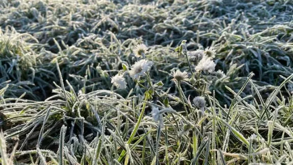 Heladas en Coquimbo: termómetros llegaron a -2,4°C