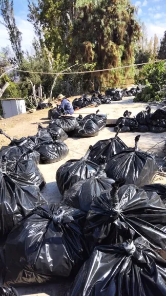 Crisis de la mosca de la fruta en el Limarí: centralismo agrava situación