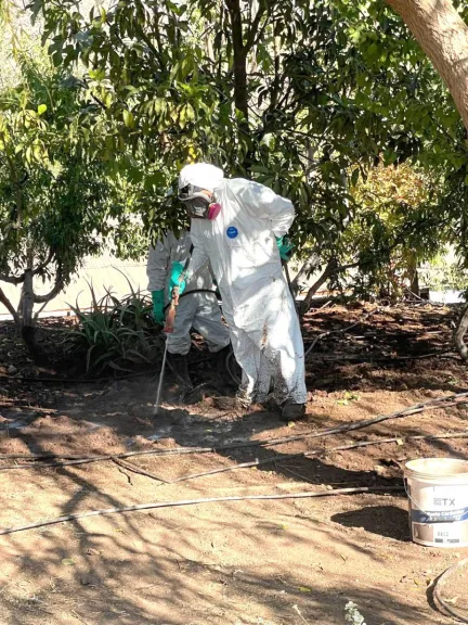 Gobierno criticado por lentitud ante crisis de la mosca de la fruta en Limarí