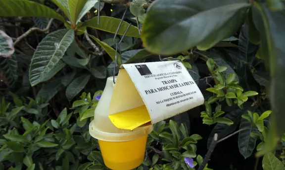 Mosca de la fruta: 10 focos activos en 4 comunas de la región