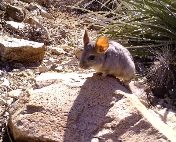 Población estable de chinchilla a pesar de entorno crítico