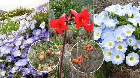 Florecimiento temprano en el norte chico de Coquimbo
