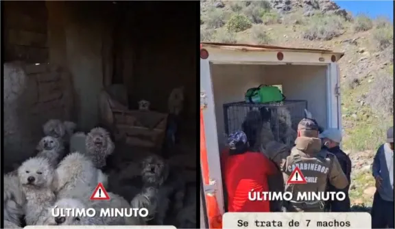 Rescatan 13 perros poodle sin comida ni agua en La Serena