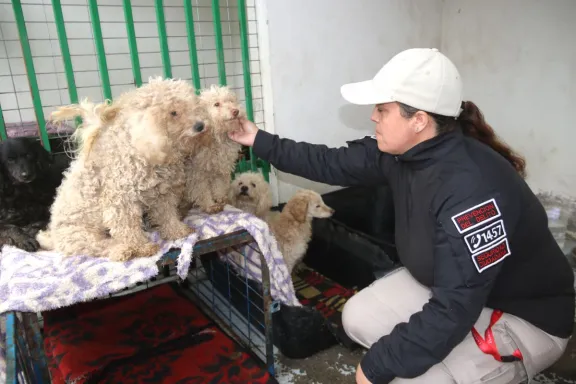 Centro Veterinario Municipal resguarda perros maltratados