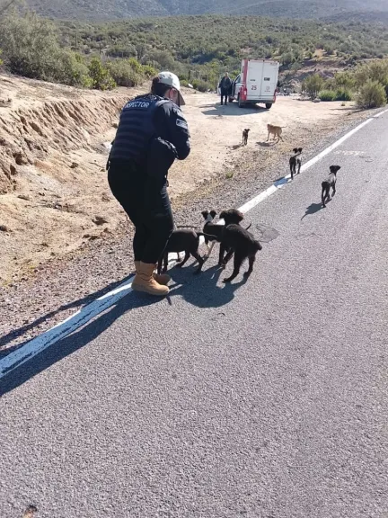 Rescatan a madre y siete cachorros abandonados en La Serena