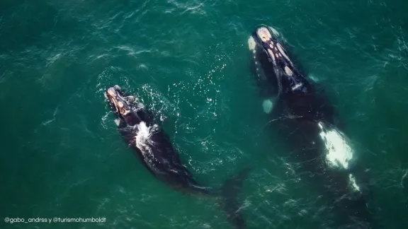 Ballena franca austral y su cría sorprenden en La Serena